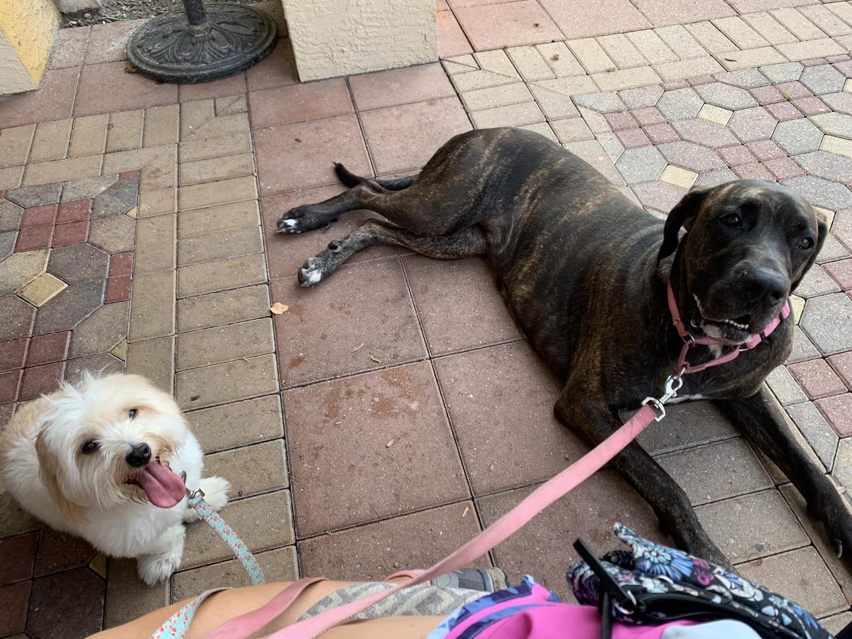 Lanna And Fin