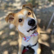 Miss Portland Diner restaurant view 1