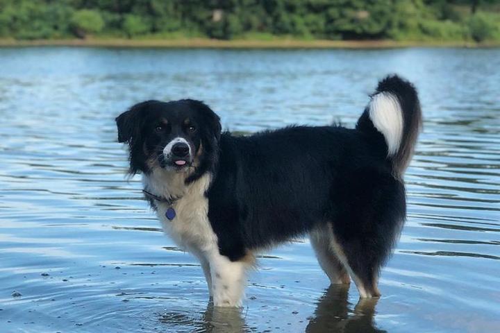 Great Dog Parks with Lakes thumbnail