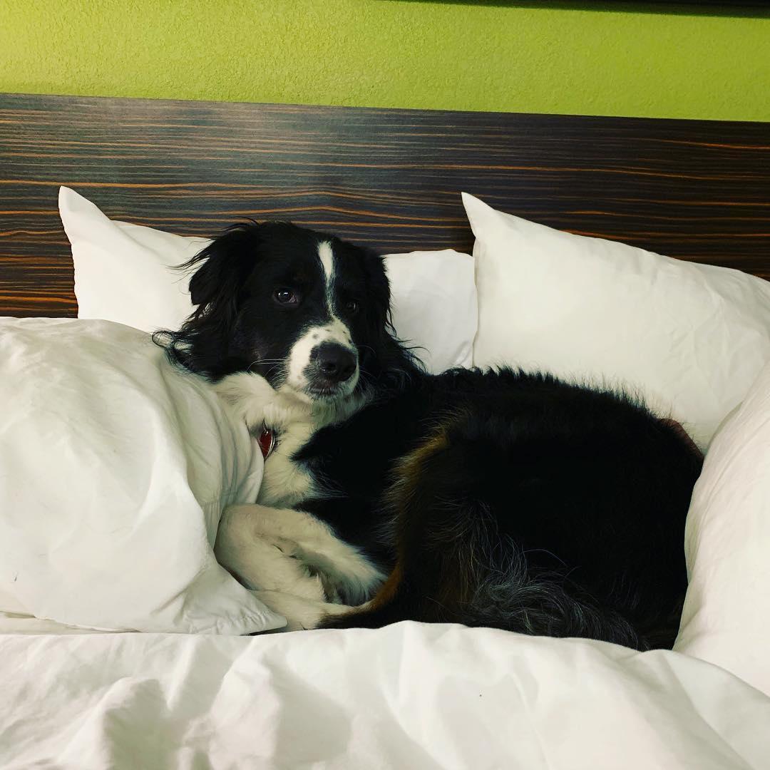 Sleeping on a bed at Sleep Inn and Suites pet-friendly hotel chain