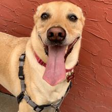 Baja Beach House Grill restaurant view 3