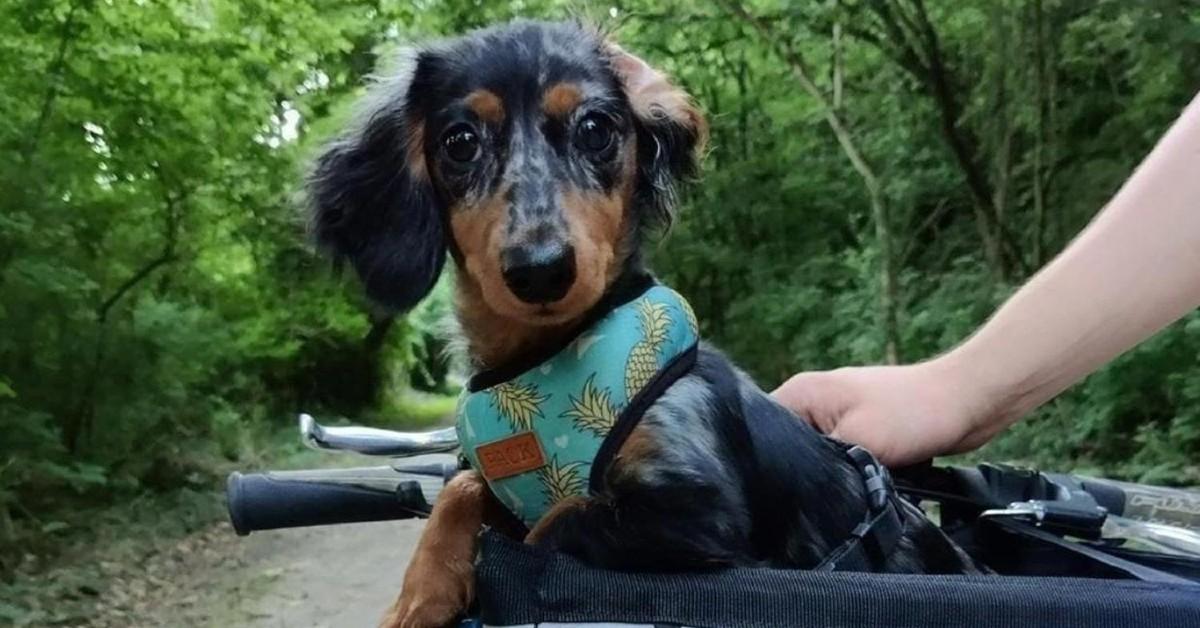 The best bike accessories for dogs.