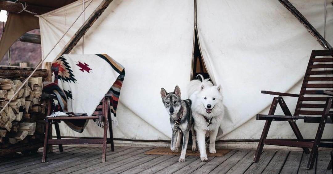 Why We’re “Mutts” About Under Canvas