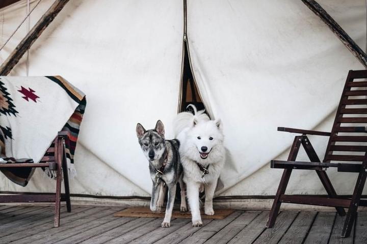 Why We’re “Mutts” About Under Canvas