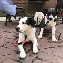 Panera Bread restaurant view 2