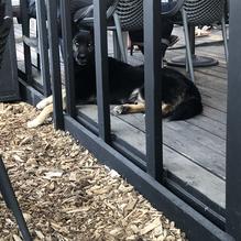 Hatch Taqueria & Tequilas restaurant view 8