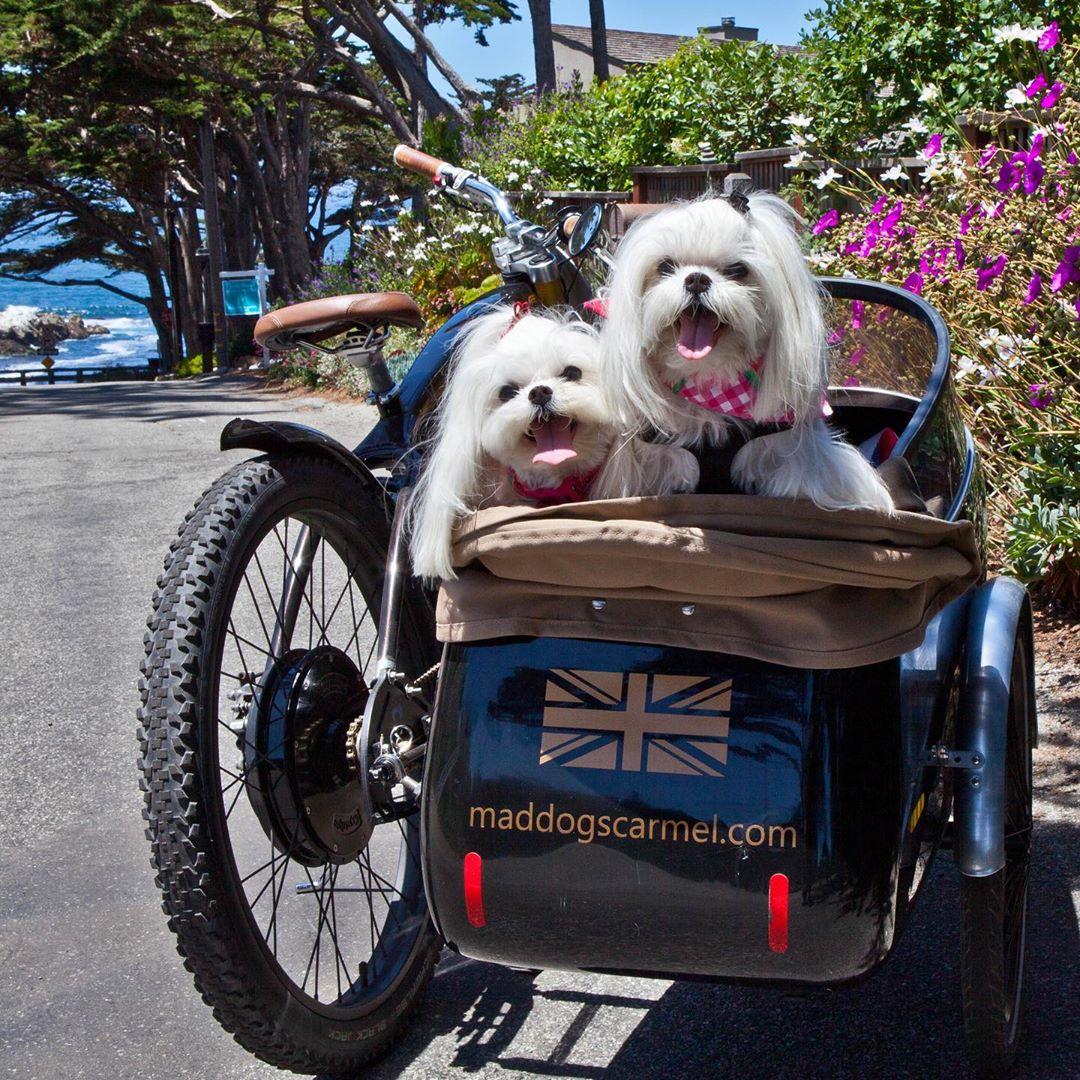 sidecar for bike for dog