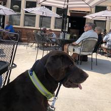 Goldbelt Bar and Grill restaurant view 3
