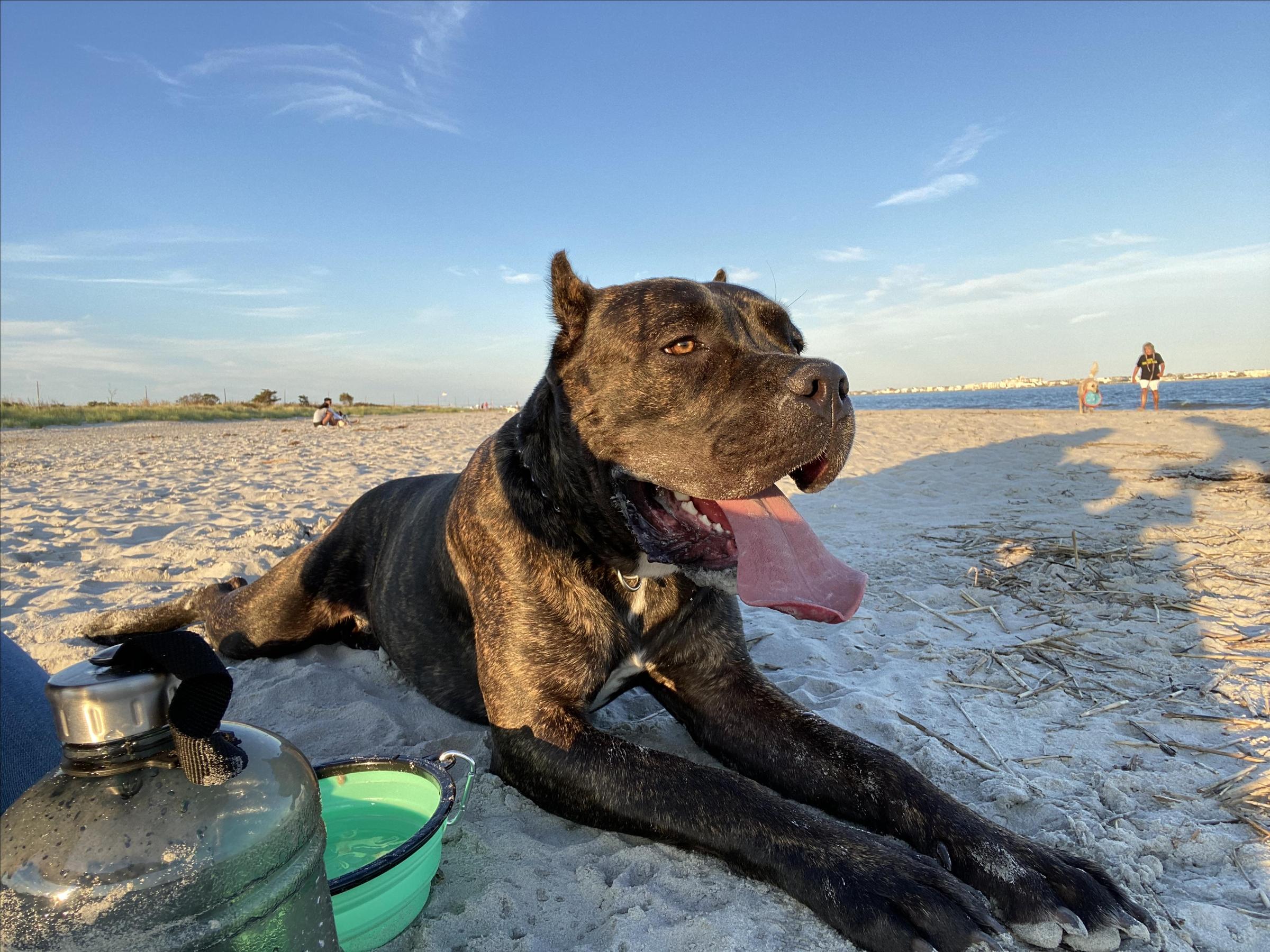 longport dog beach
