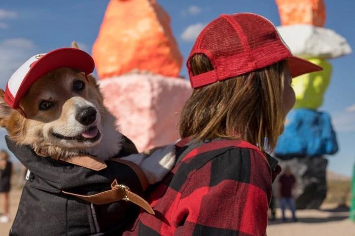 https://www.instagram.com/supercorgi_jojo/