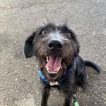 Flying Heart Brewing & Pub restaurant view 2