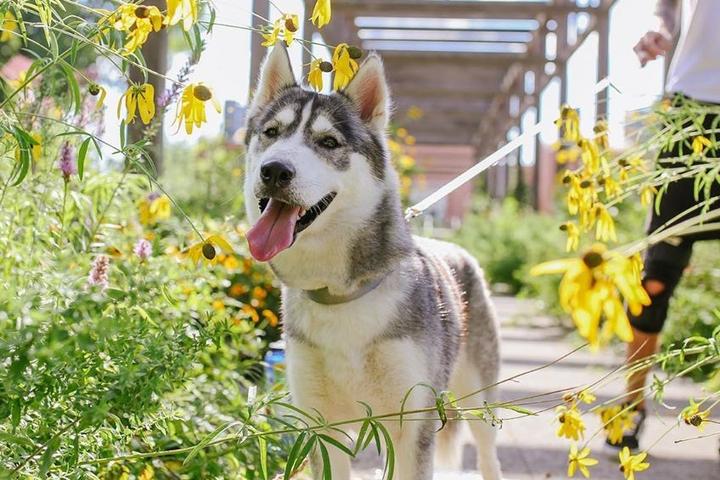 On the Right Track: 7 Awesome Pet-Friendly Rails-To-Trails