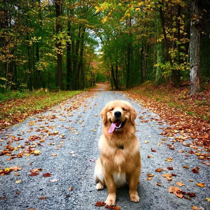10 Pet-Friendly Vacation Rentals With Spectacular Fall Foliage Views