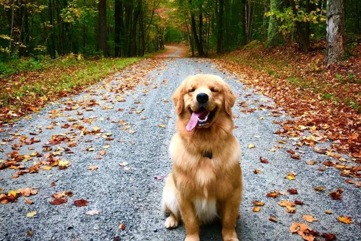 10 Pet-Friendly Vacation Rentals With Spectacular Fall Foliage Views