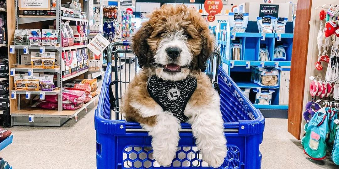 Goldendoodle Dressed as Costco Worker For Halloween Photo