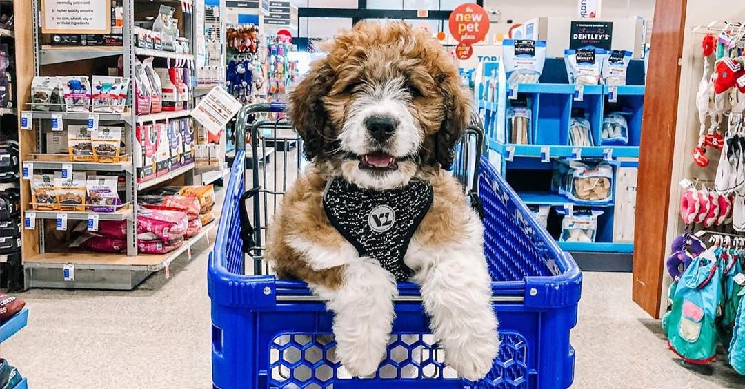 Is Your Favorite Retail Chain Store Dog Friendly?
