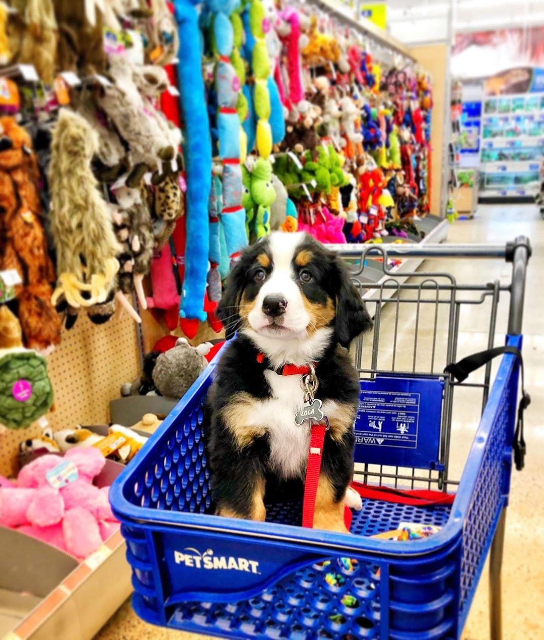 Is Your Favorite Retail Chain Store Dog Friendly BringFido