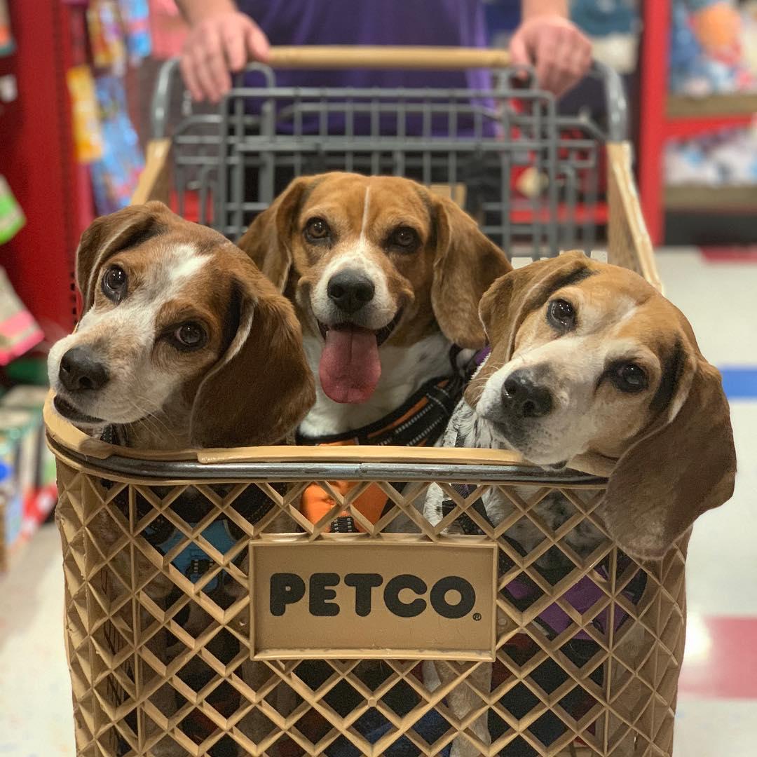 Best buy clearance allow dogs