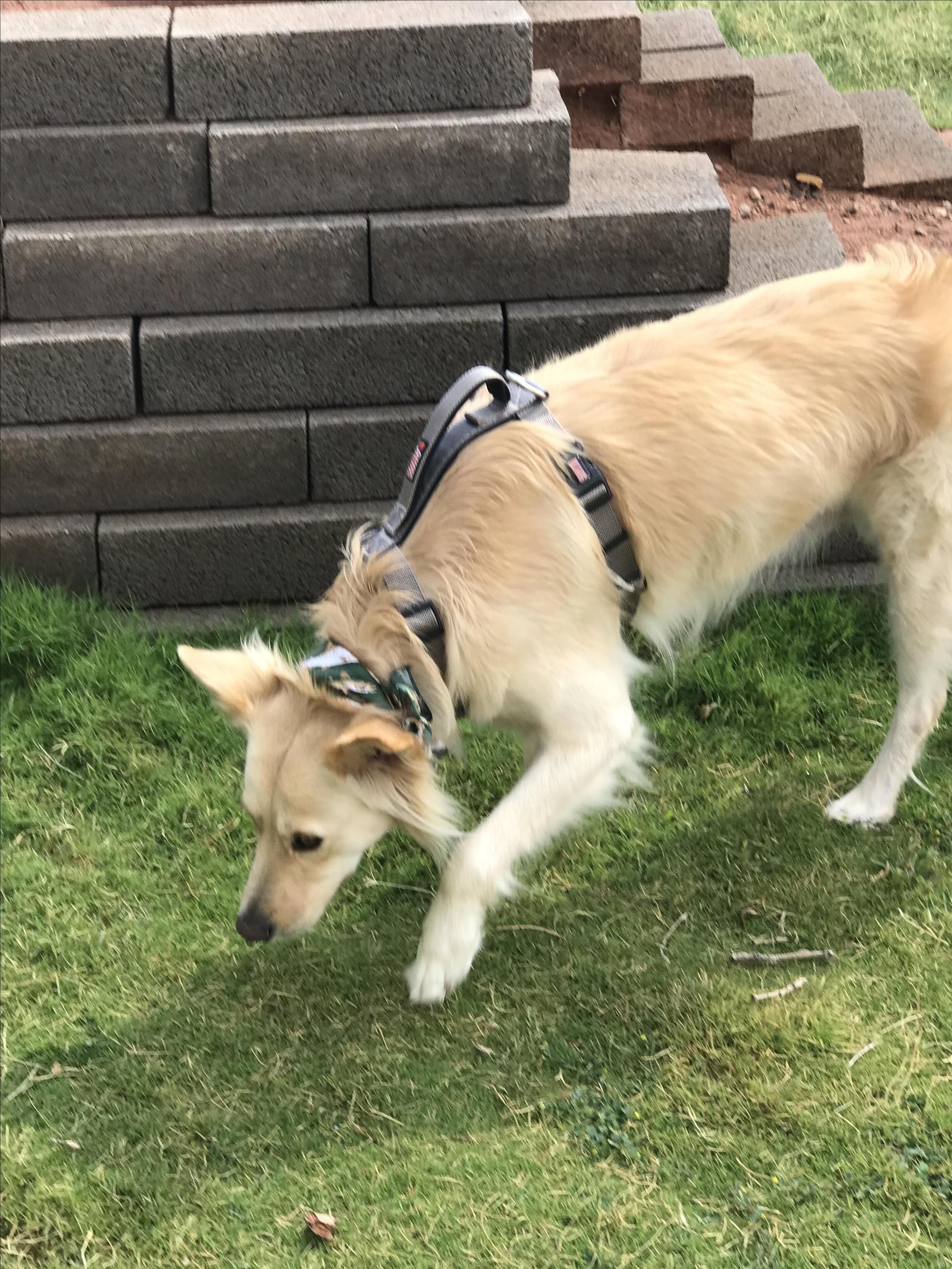 Winslow Break ⋆ BringFido