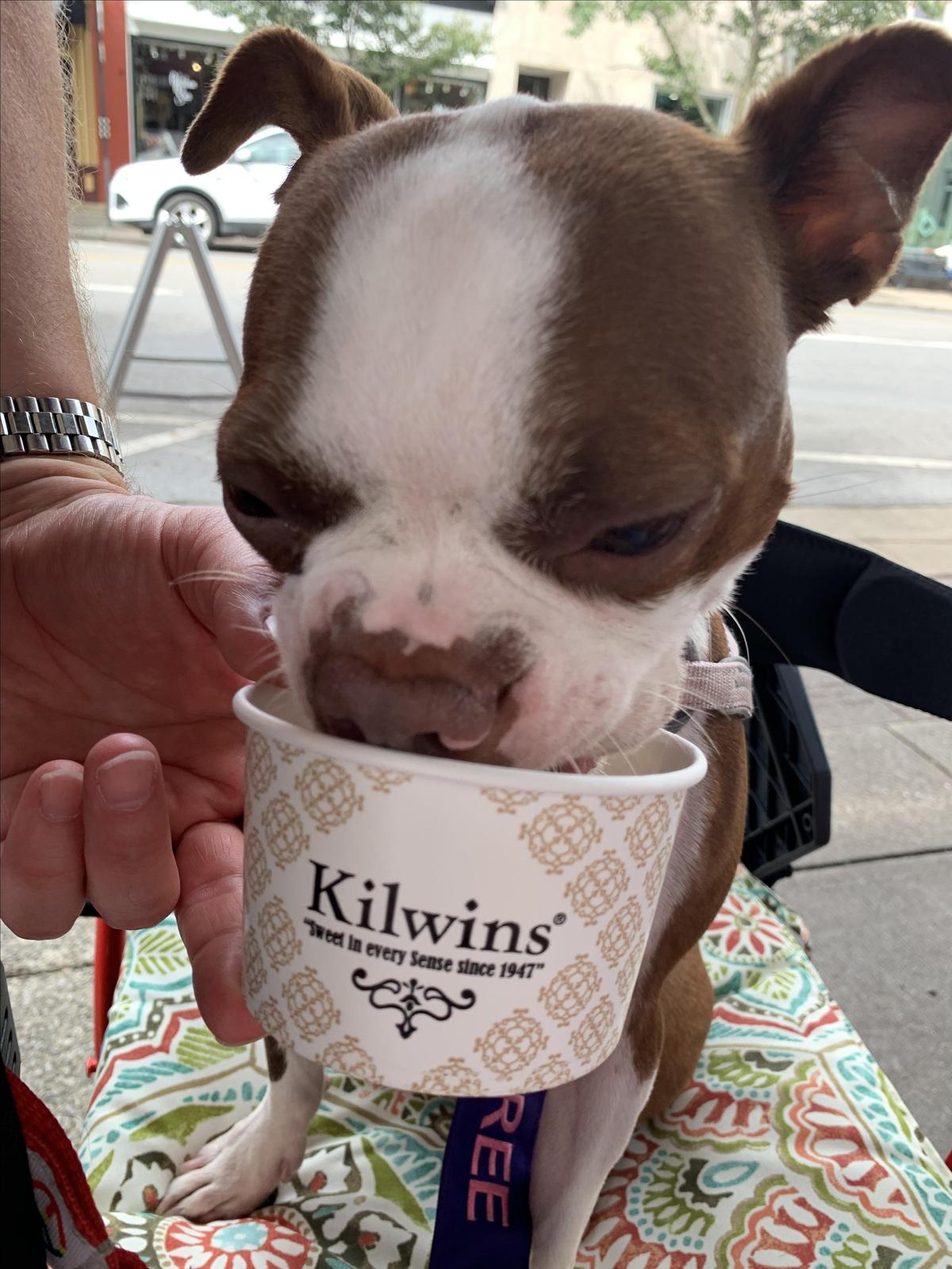 Kilwin's Chocolates restaurant view 1