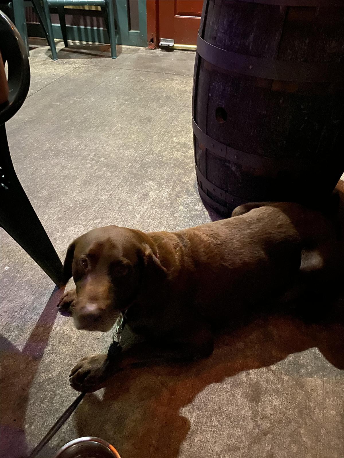 Waxy O'Shea's Irish Pub restaurant view 3