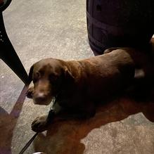 Waxy O'Shea's Irish Pub restaurant view 3