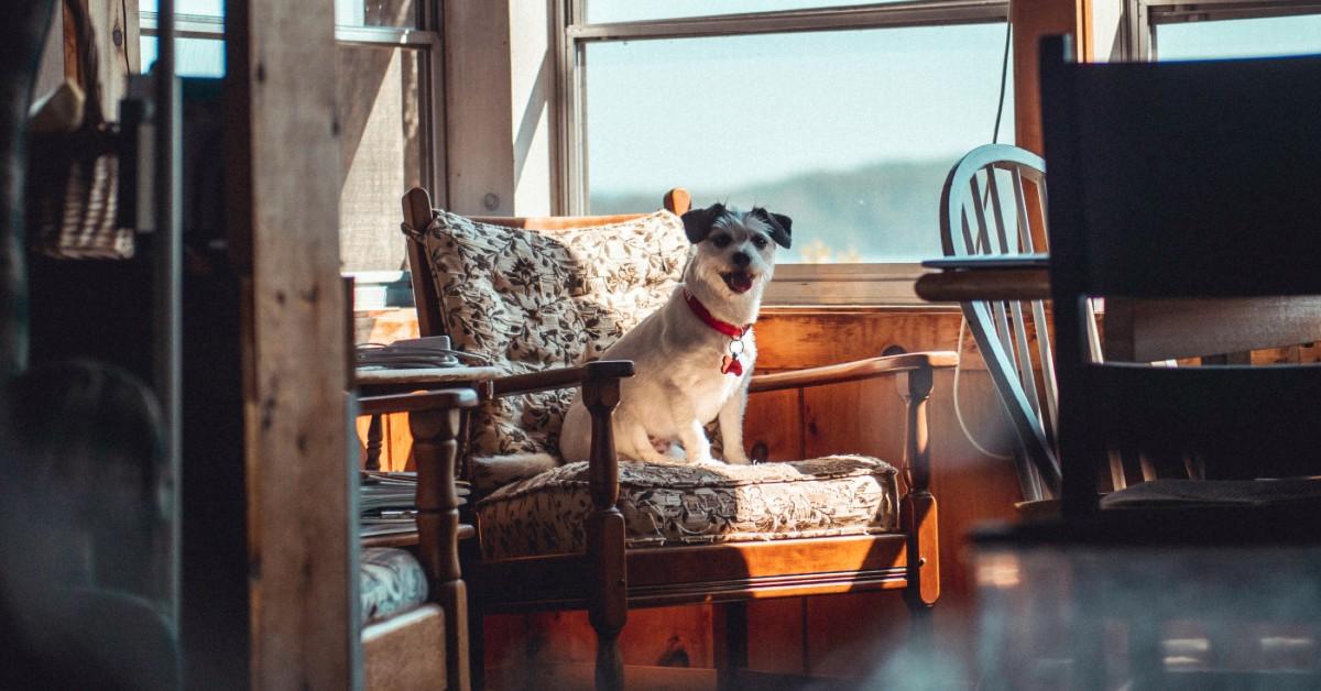 How To Book a Pet-Friendly Vacation Rental