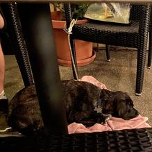 Pezzellas Villa Napoli restaurant view 2