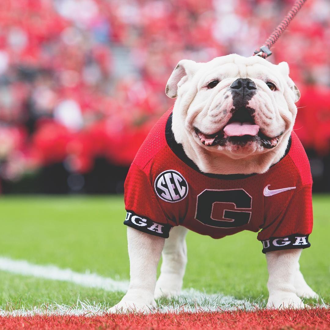10 Things Uga (and Other Mascots) Can Do on Gamedays This Football Season
