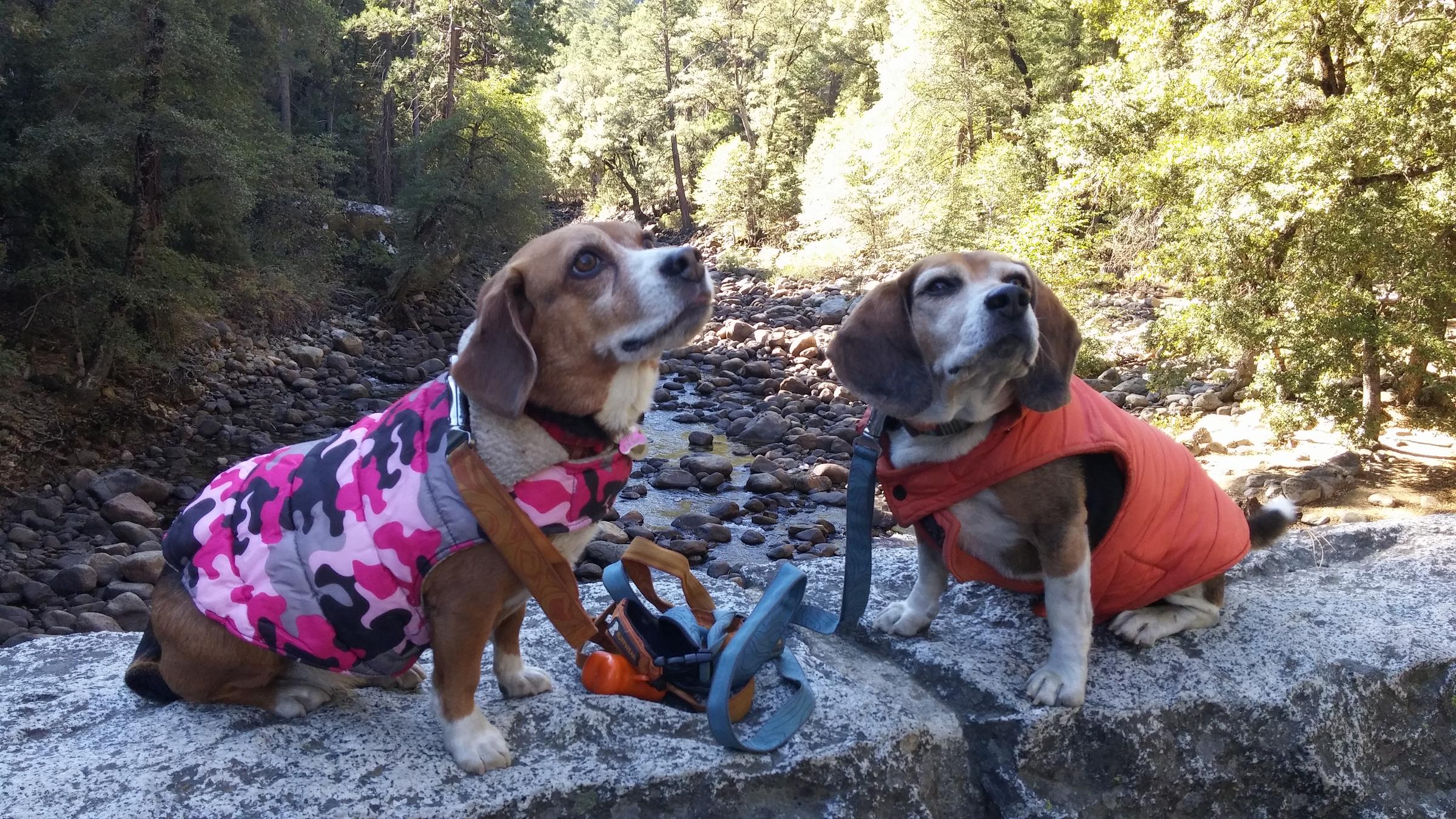 Yosemite Valley Fun ⋆ BringFido