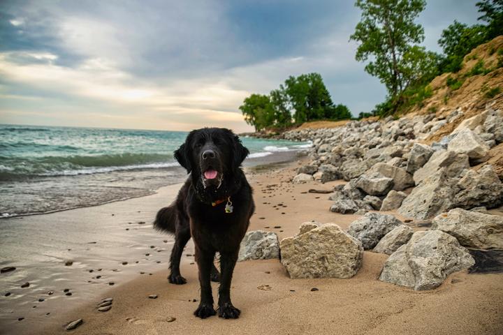 Pet Friendly Indiana Dunes State Park