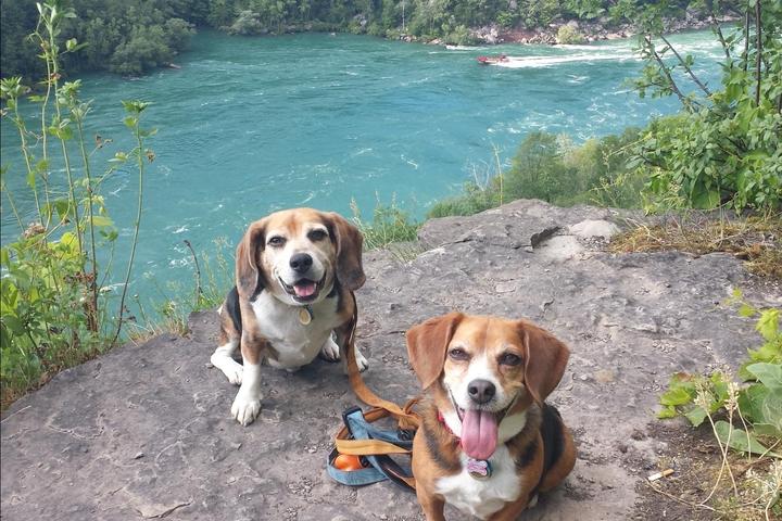 Pet Friendly Niagara Gorge Trailhead
