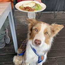 Hatch Taqueria & Tequilas restaurant view 6