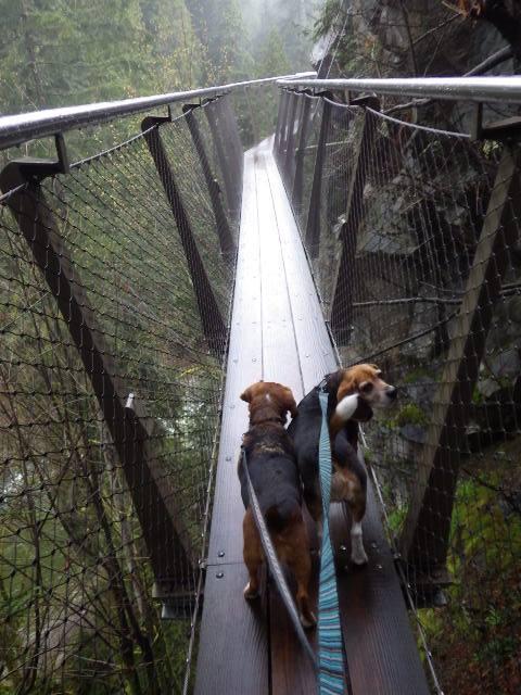 se permiten perros en el puente colgante de capilano