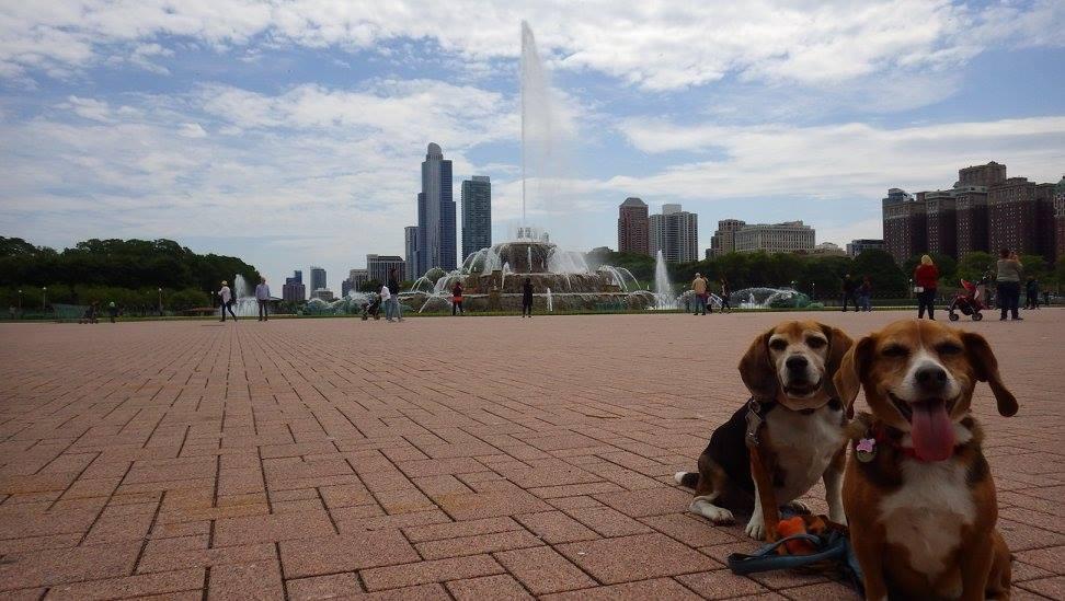 se permiten perros en el parque grant
