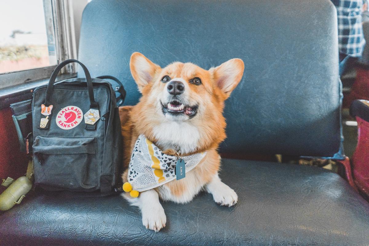 are dogs allowed on the skunk train