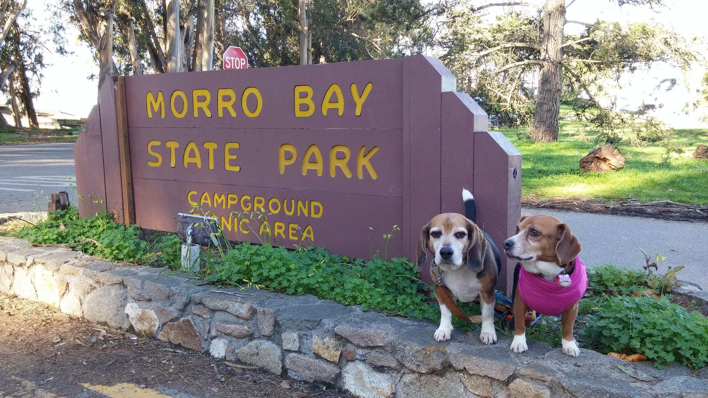 Pet Friendly Morro Bay State Park
