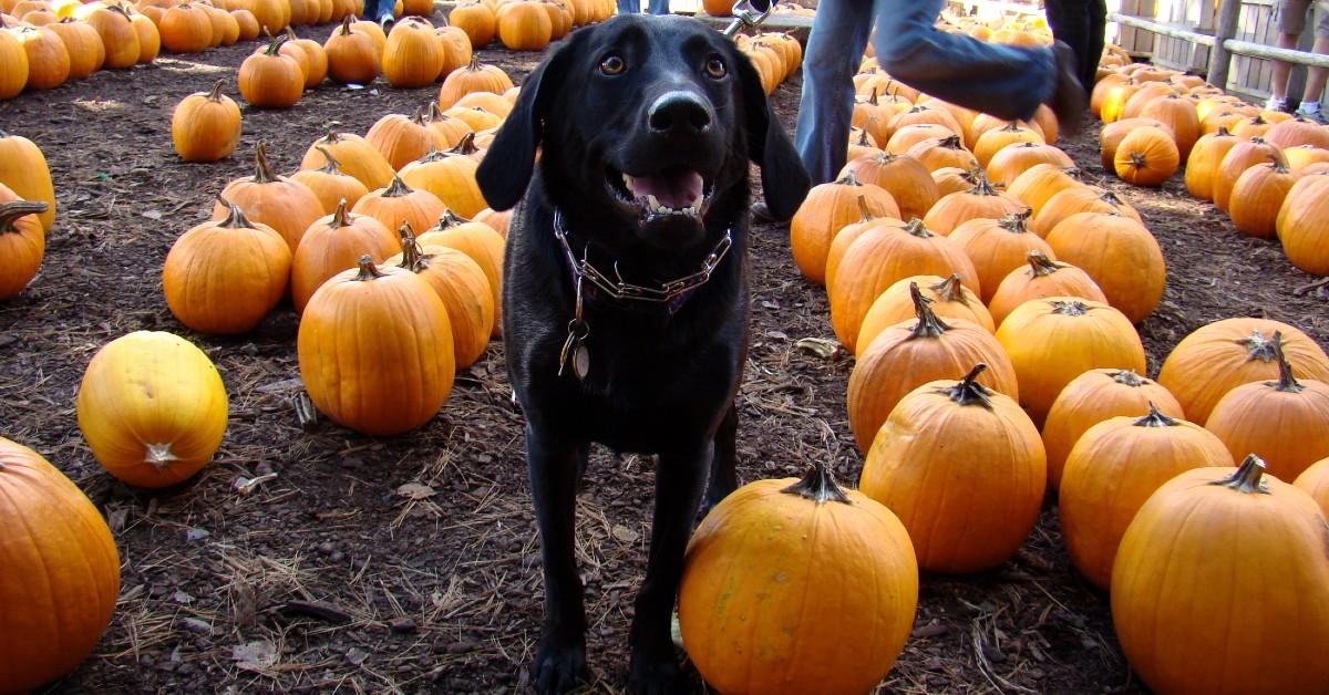 This dog loves visiting the pumpkin patch!