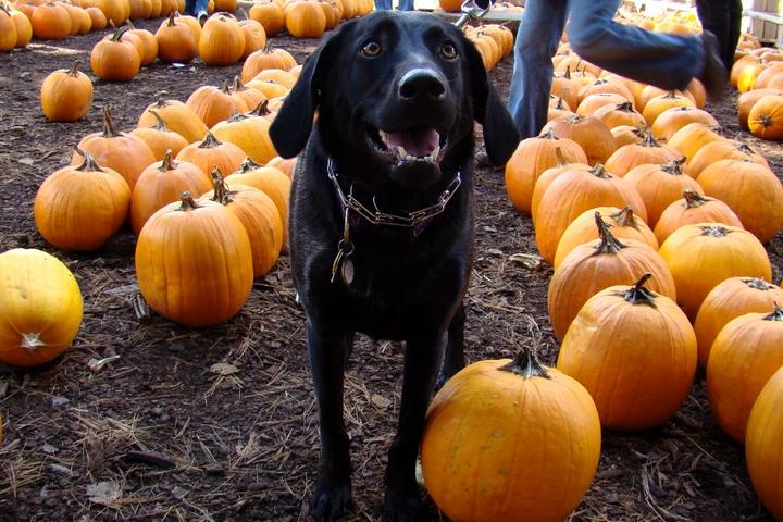 A dog in a pet-friendly pumpkin patch.