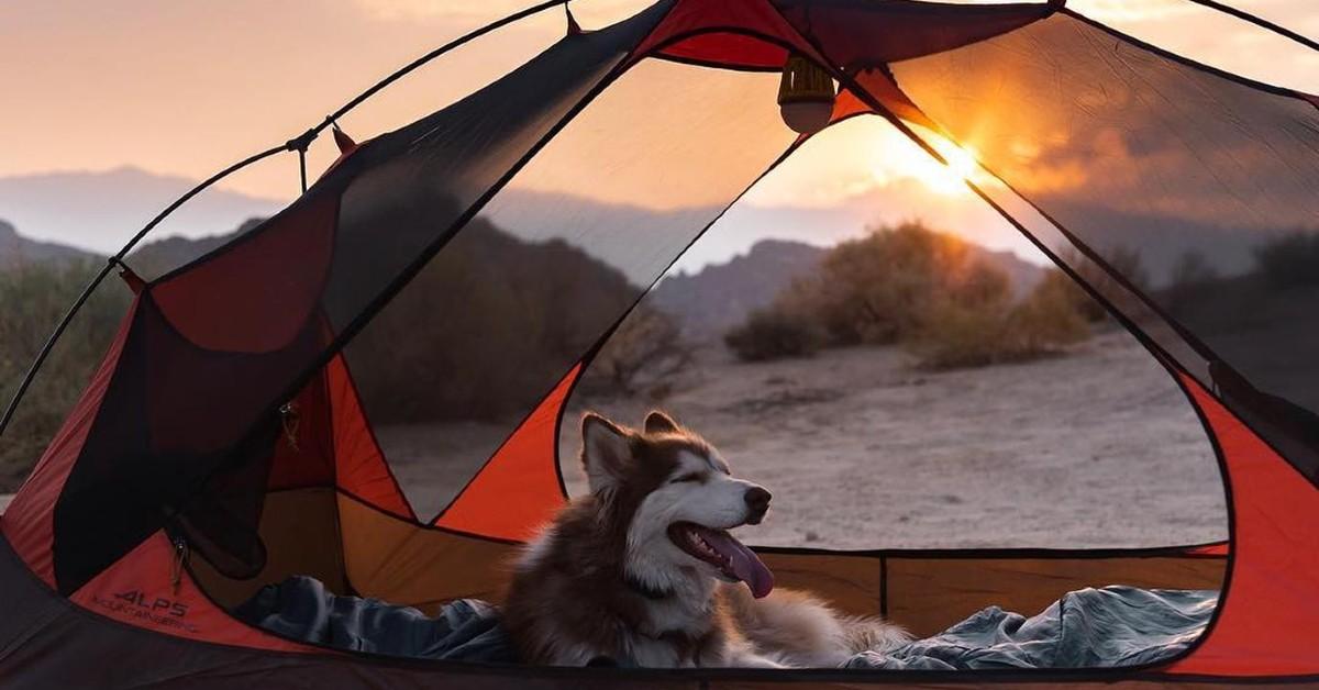 7 Pet-Friendly Campsites For Leaf "Puppers"