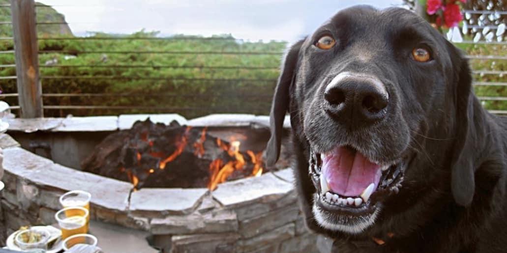 Dog-Friendly Restaurants with Fire Pits