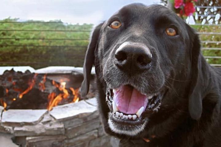 Dog-Friendly Restaurants with Fire Pits