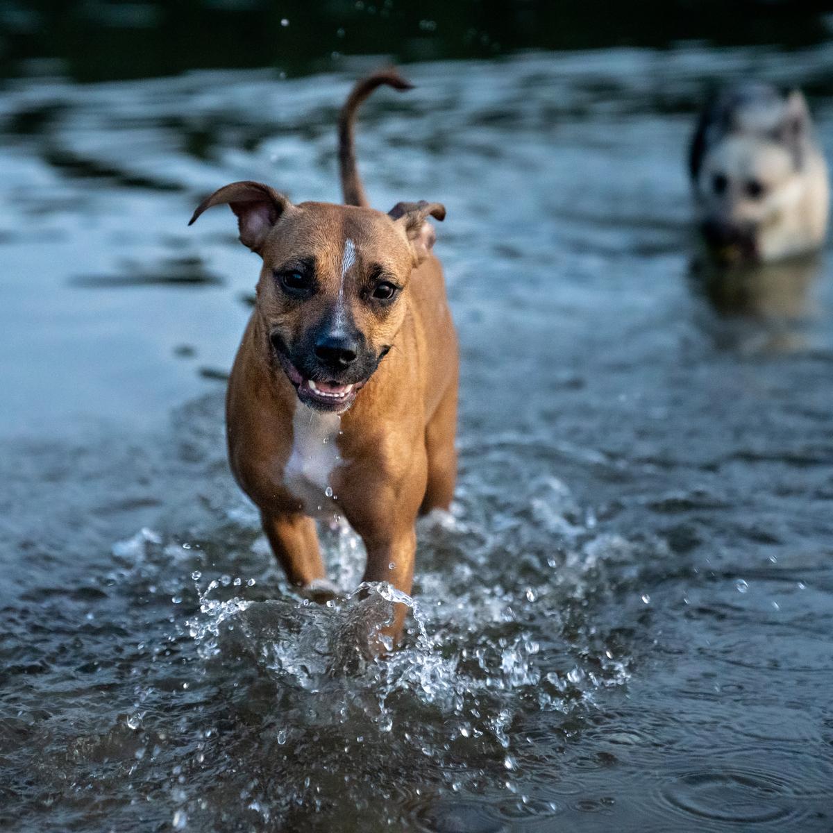 Shawnee Mission Park