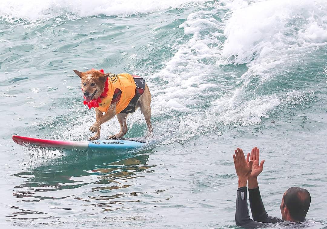 can you bring dogs to huntington beach