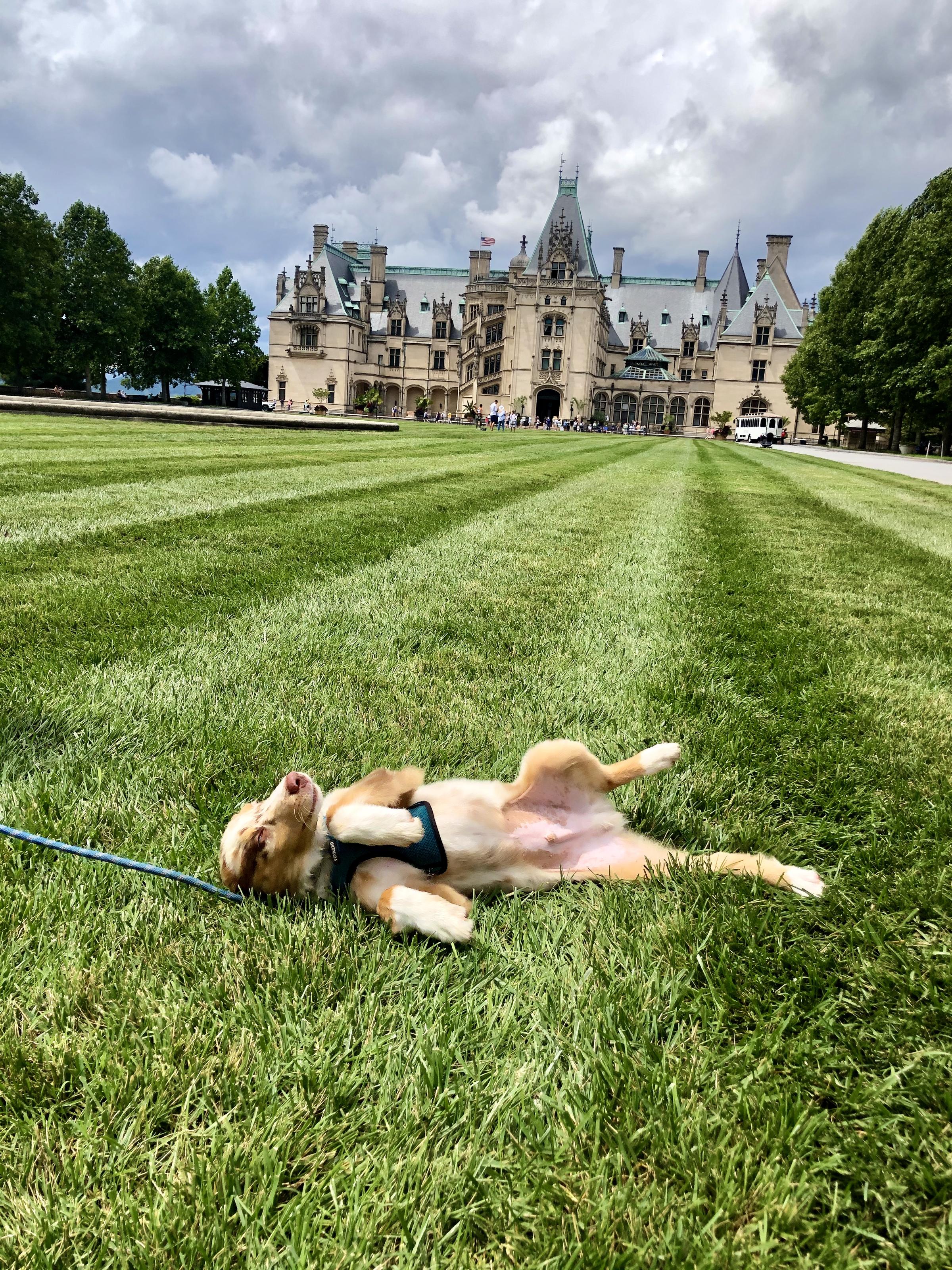 Biltmore dog kennels cheap