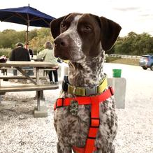 Moby Dick restaurant view 4