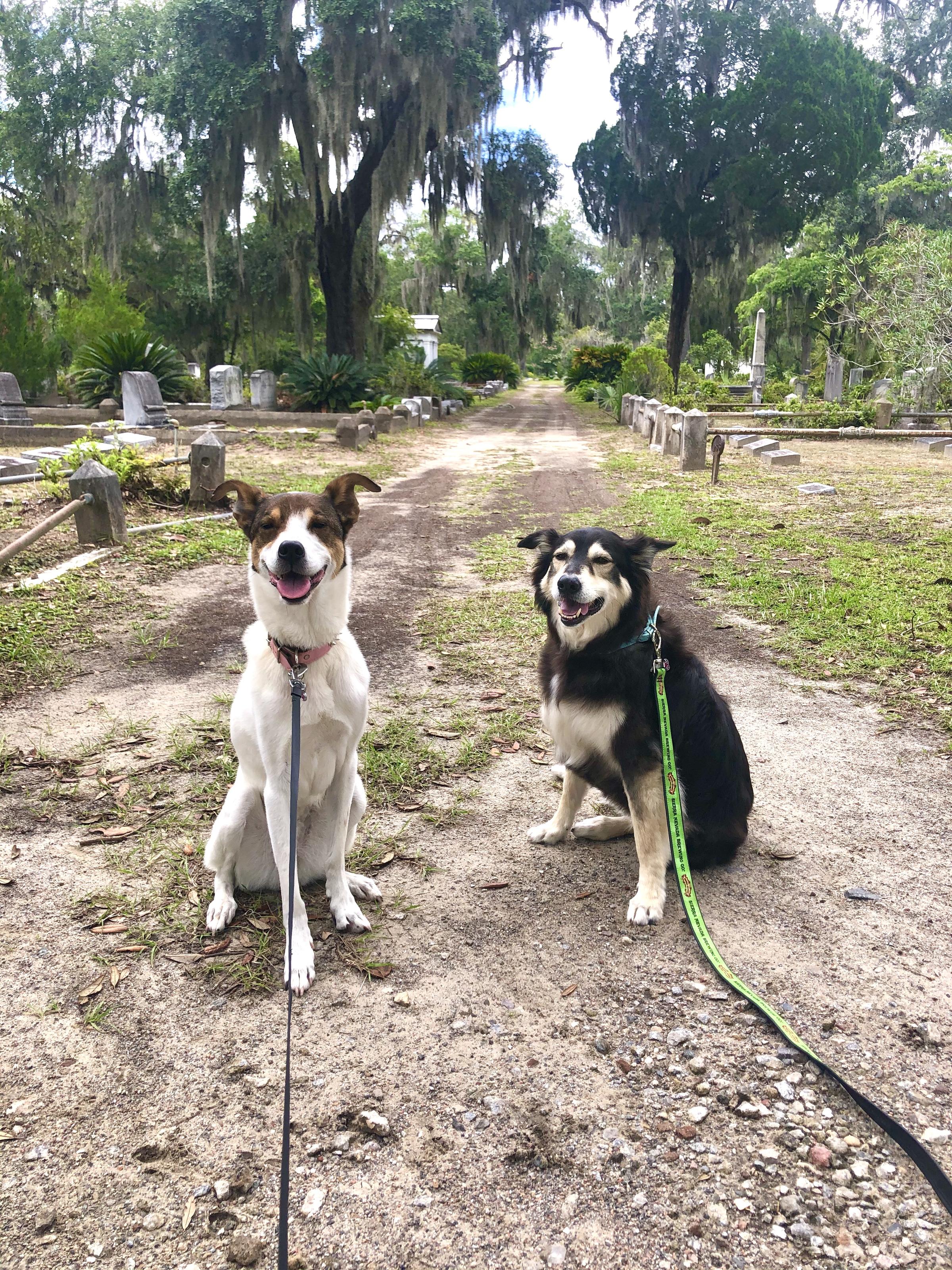 Pet Friendly Bonaventure Cemetery