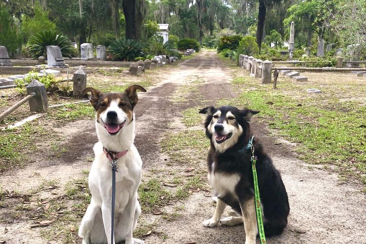 Pet Friendly Bonaventure Cemetery