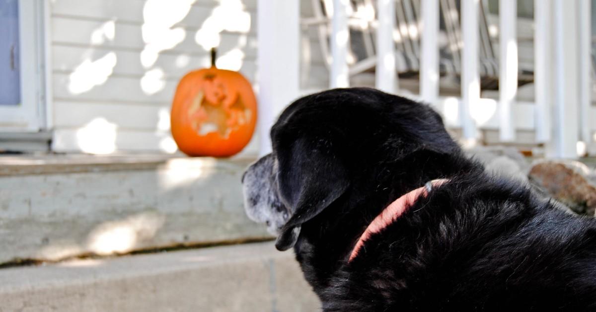 8 "Spooktacular" Vacation Rentals That Welcome Fido
