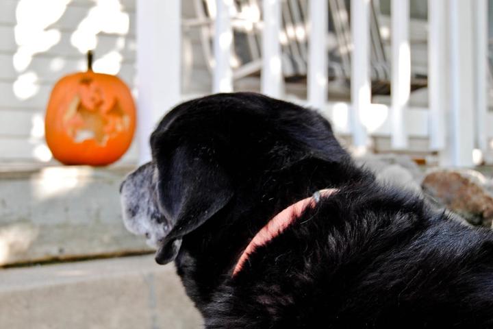 8 "Spooktacular" Vacation Rentals That Welcome Fido